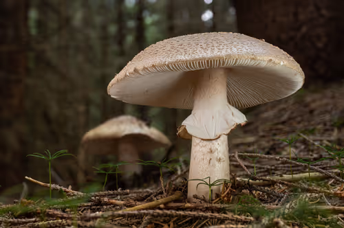 Item #64713155281190120806625528010509445569029273032710388433466982002380383453185 Media