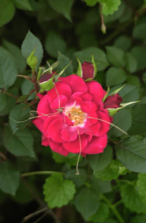 Item #56943947837122673731930897750220814689639948529564795848618456931967537512449 Media