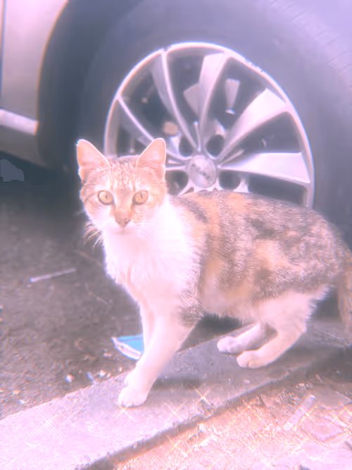 Item #102650025238985064889532626323507420633017859616961165632132730178303594332161 Media