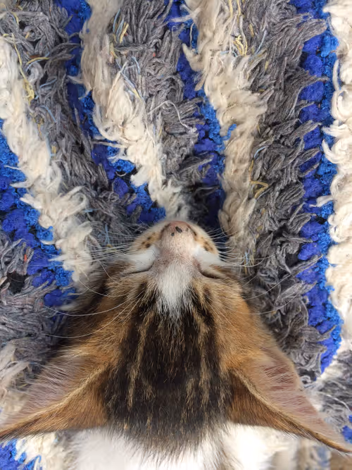 Item #48379251883092317443194330208135156888907821779132589659342184510061975437313 Media