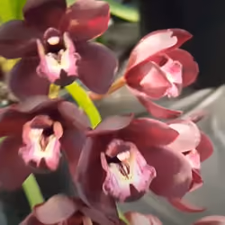 Orchid 50