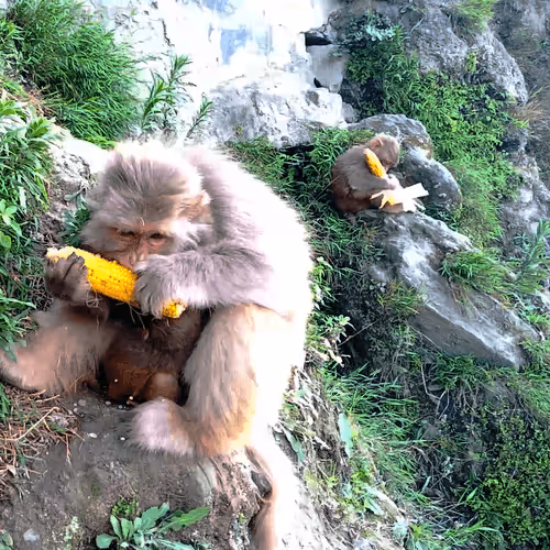 Item #105067089145007266615473555055225375282195758072347953631848622694481667293185 Media