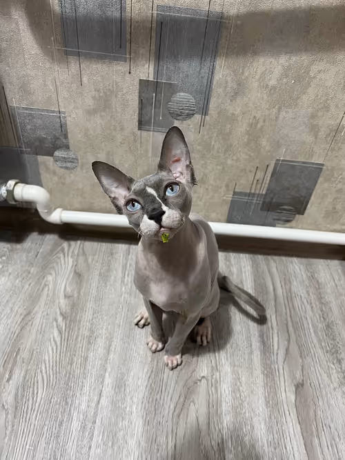 Item #91467919776805125201774788997551389612240577808120684440209088012481781039105 Media