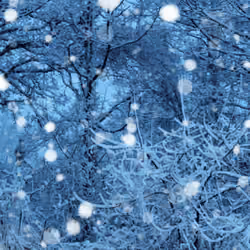 Snowy Forest