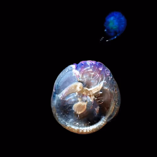 Item #4750064852715738149564930854294668621974194112560083604087540691861615149057 Media