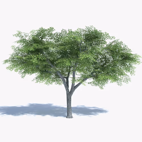 Item #42990053839678734342239622260282123703588738928542449716200986508512801538624 Media