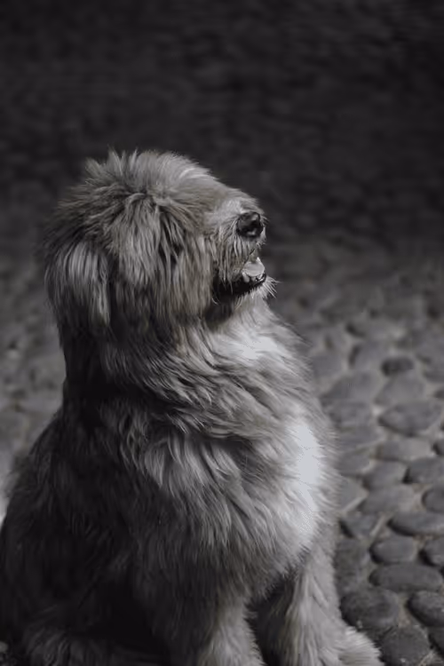 Item #67017016678430859338270992568456767398714856939663576781244227212344568053761 Media