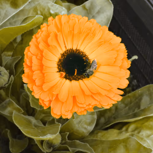 Item #84009224688457436911077818242985162617127929827345760770995272782870904569857 Media