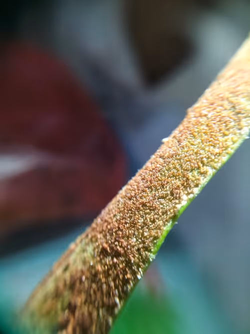 Item #12499860690887257293727532681291822536045842218714555575181684160467486900225 Media