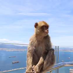Photogenic Bored Ape#19