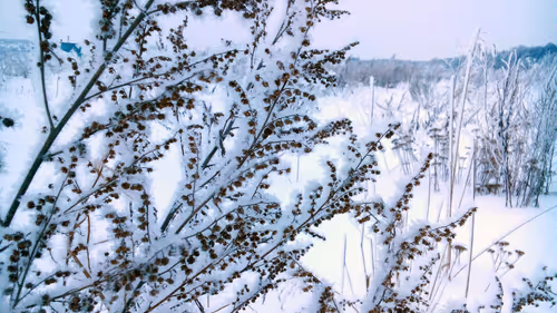 Item #55297223282317197917185791022658401724226762533250968792427961466364327100417 Media