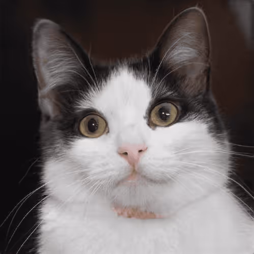 Item #106393158711752592444527764053332067386103257112262188176365272634918732562433 Media