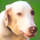105666504886539346611625553081050838724307445958960525331001535445183961759745