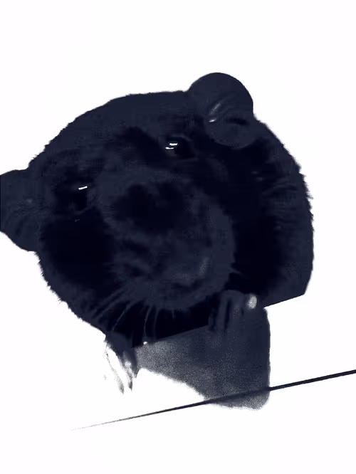 Item #38164616475618540884503297836374549590182867886745281612021201140459614765057 Media