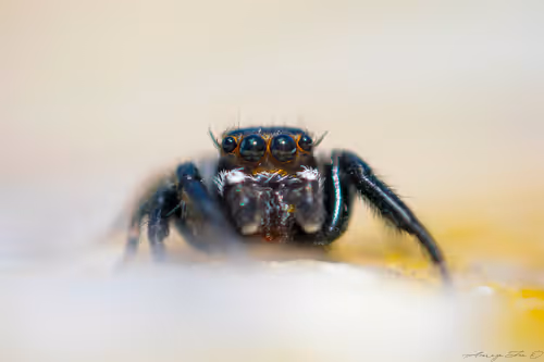 Item #71581581597643149467168648258107612895954652737946138187853336678935585357825 Media