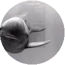 Item #113709189734790748592391654450439240063150789271032554498674515219668554219521 Media