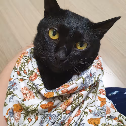 Untitled Collection #58265864