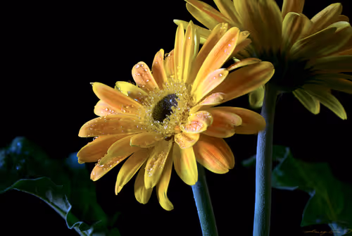 Item #71581581597643149467168648258107612895954652737946138187853336685532655124481 Media