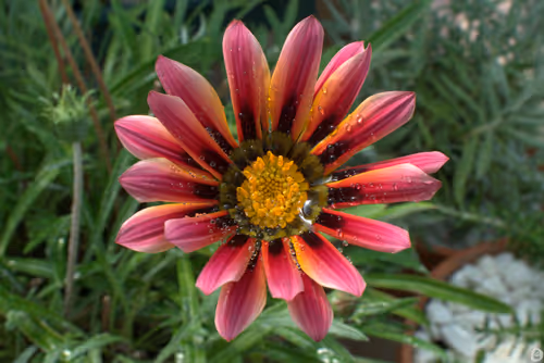 Item #71581581597643149467168648258107612895954652737946138187853336696527771402241 Media