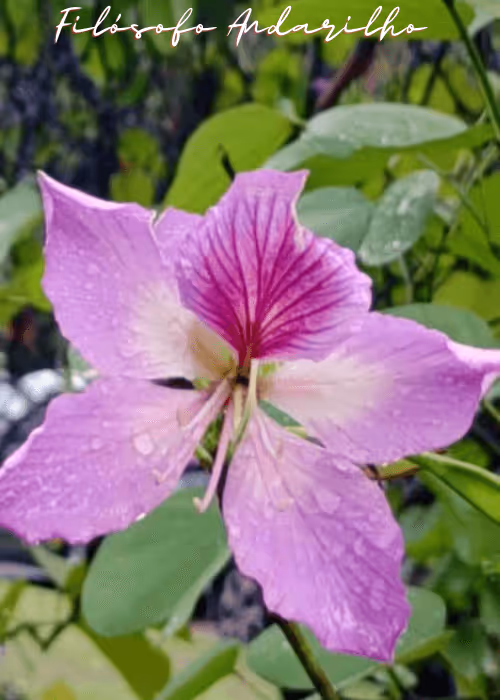 Item #42165497215799268651933513800091680414625417379712449060150831230826517102593 Media