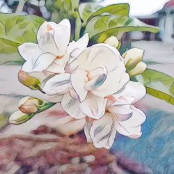 Jasmine #1