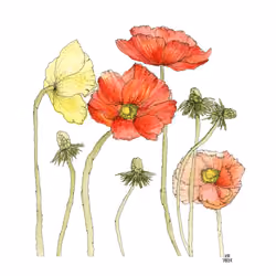 Poppy Party