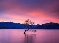 The Wanaka Tree