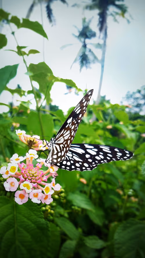 Item #96373460507912281939903112807065392587728079623754575039603803260761480888321 Media