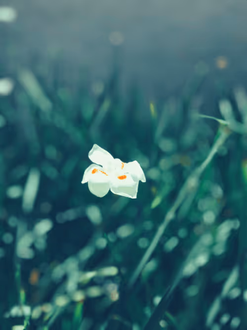 Item #62369234285830221936011655398008345982335724910001049919456219724253736468481 Media