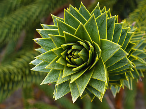 Item #39629935389522237345664437028542438492977381533873015043488418126695652917255 Media