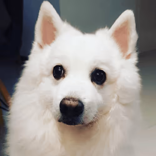 xcalibre2000 Collection