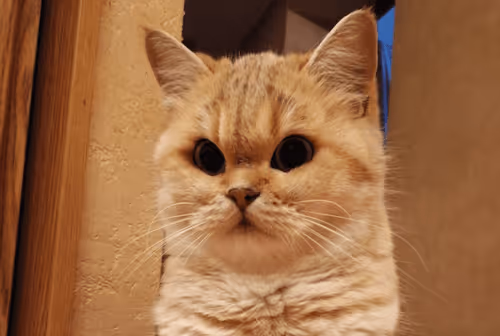 Item #111800450046065460416788319057235752142483489805152411779346609223462228590593 Media