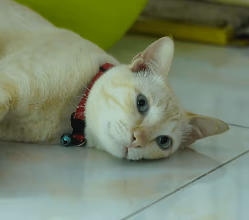 Item #45172585335081813343644153314495358007196078945782785289910377729287033716741 Media