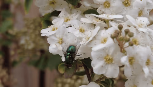 Item #98679578177621649628089872010712381059223698631184272161596299631159481991169 Media