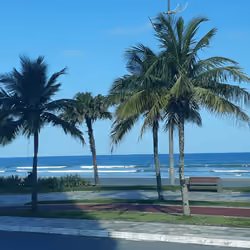 Nice Coconut Trees in Brazilian Beach