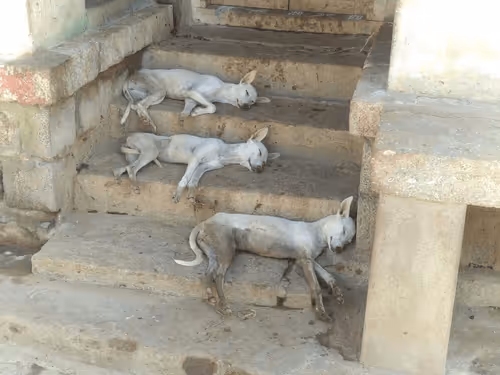 Item #63793521928277792883826309722267676873332283719732947300201425341292839174145 Media