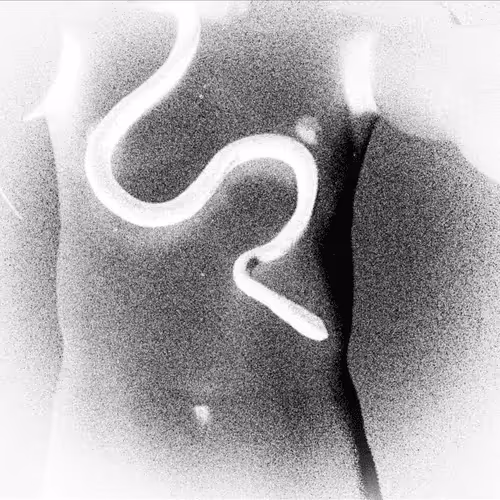 Item #113693328873351964272418761095266344949241101728224431866017542485506825125889 Media