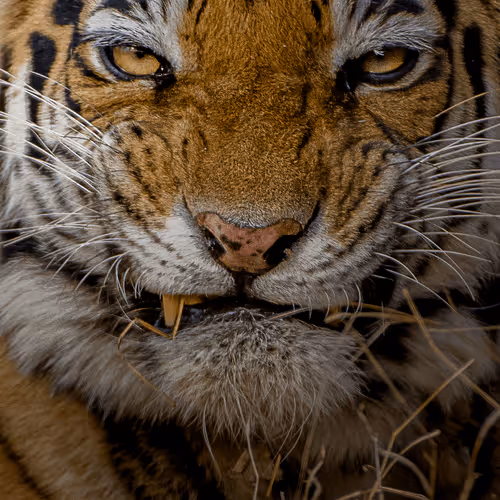 61684684013370051227163866082320023750896296023852719411798081111628776996889