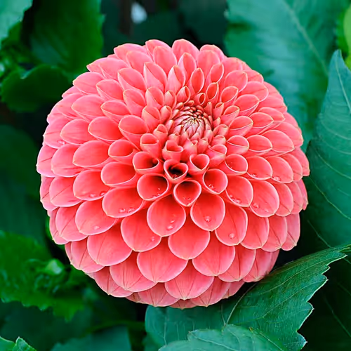 Item #39629935389522237345664437028542438492977381533873015043488418116800048267271 Media