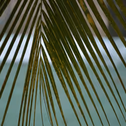 Coconut Tree Branch
