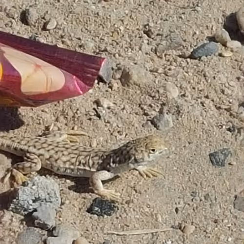 Item #80418120856134302278637307072204433004144636679393613455074418723407609724929 Media