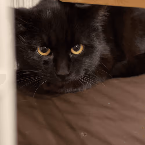 Item #57432309319676179700798702069366385585354272226932054472084541789102776778753 Media