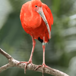 Ibis bird at Beauval zoo