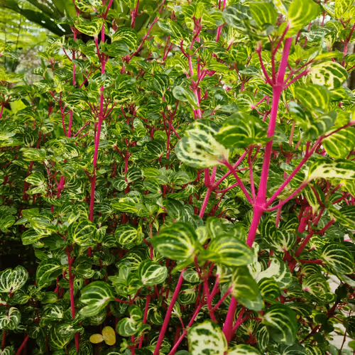 Item #55279426162495497539787992599168610447865546199659352409200623235085927186433 Media