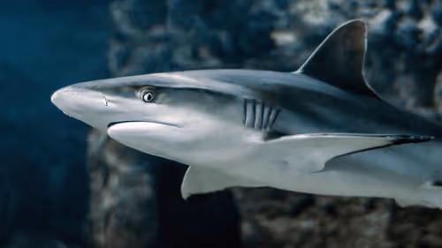 Third SeaShark