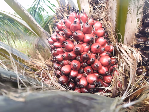 Untitled Collection #197166431