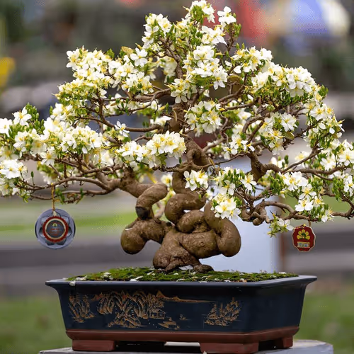 Item #104496985584808197411299000803927756186977529206466580863662692608672723369985 Media