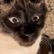 92854783196034121114506356452858239948760550450194557336653653132009722085377
