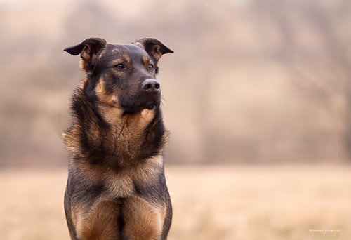 Item #113065873903366828743744079288708835697083018334279533284549130120683535204353 Media