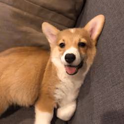 Baby Corgi